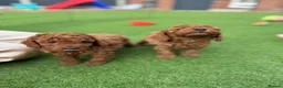 Cockapoo dogs for sale: Beautiful F2 cockapoo  - Advert 11