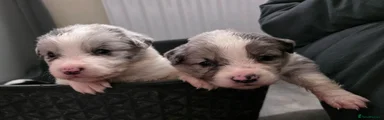 Border Collie 2