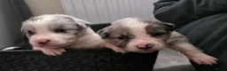 Border Collie dogs for sale: ​Border Collie Pups: Rare Slate Merle & B/W - Advert 7