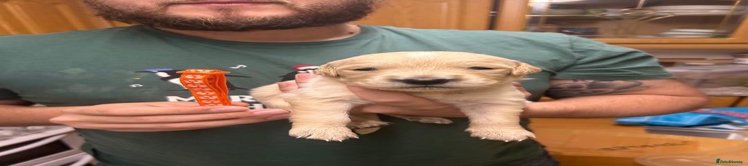 Golden Retriever Puppy 2