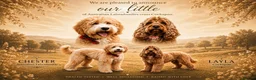 Australian Labradoodle dogs for sale: Stunning Australian Labradoodles x Cockapoo pups🩷 in Spalding - Advert 21