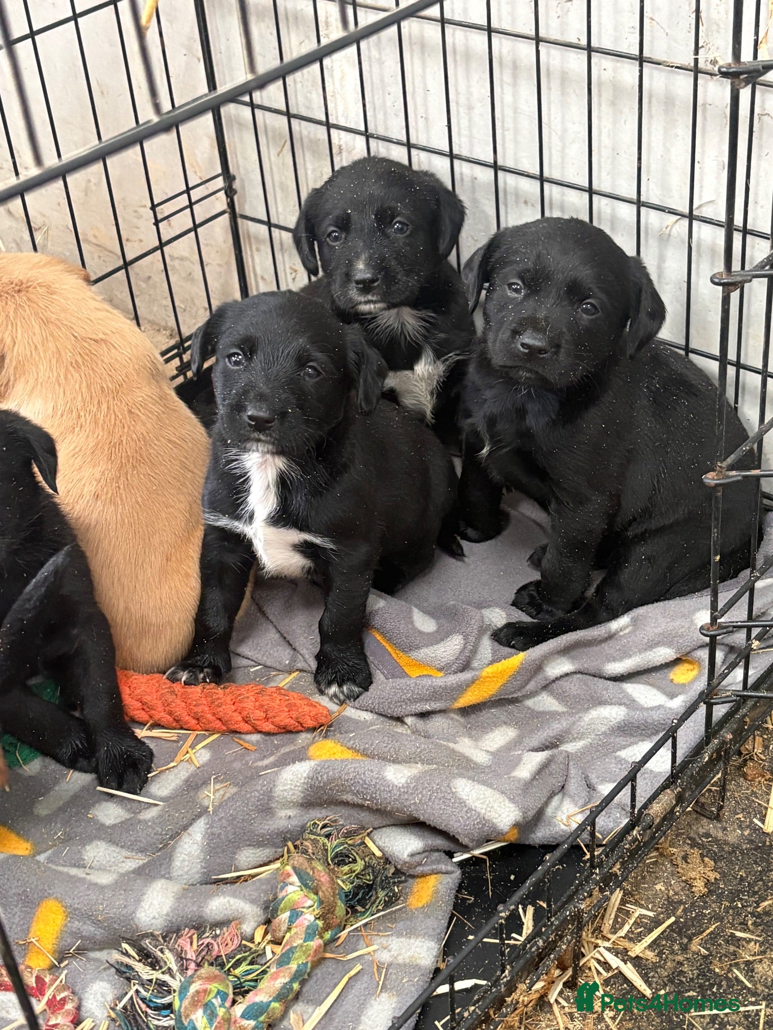 Springador dogs Springador/labrador puppies for sale  - Advert 1
