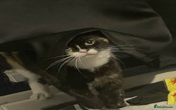 Mixed Breed cats for sale: Sad Rehoming of My Cat - Image 1