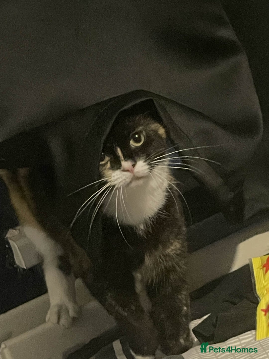 Mixed Breed cats for sale: Sad Rehoming of My Cat - Image 1