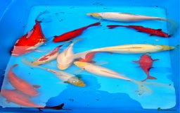 Goldfish fish for sale: GOLDFISH KOI CARP GHOST CARP BUTTERFLY KOI FISH - Image 15