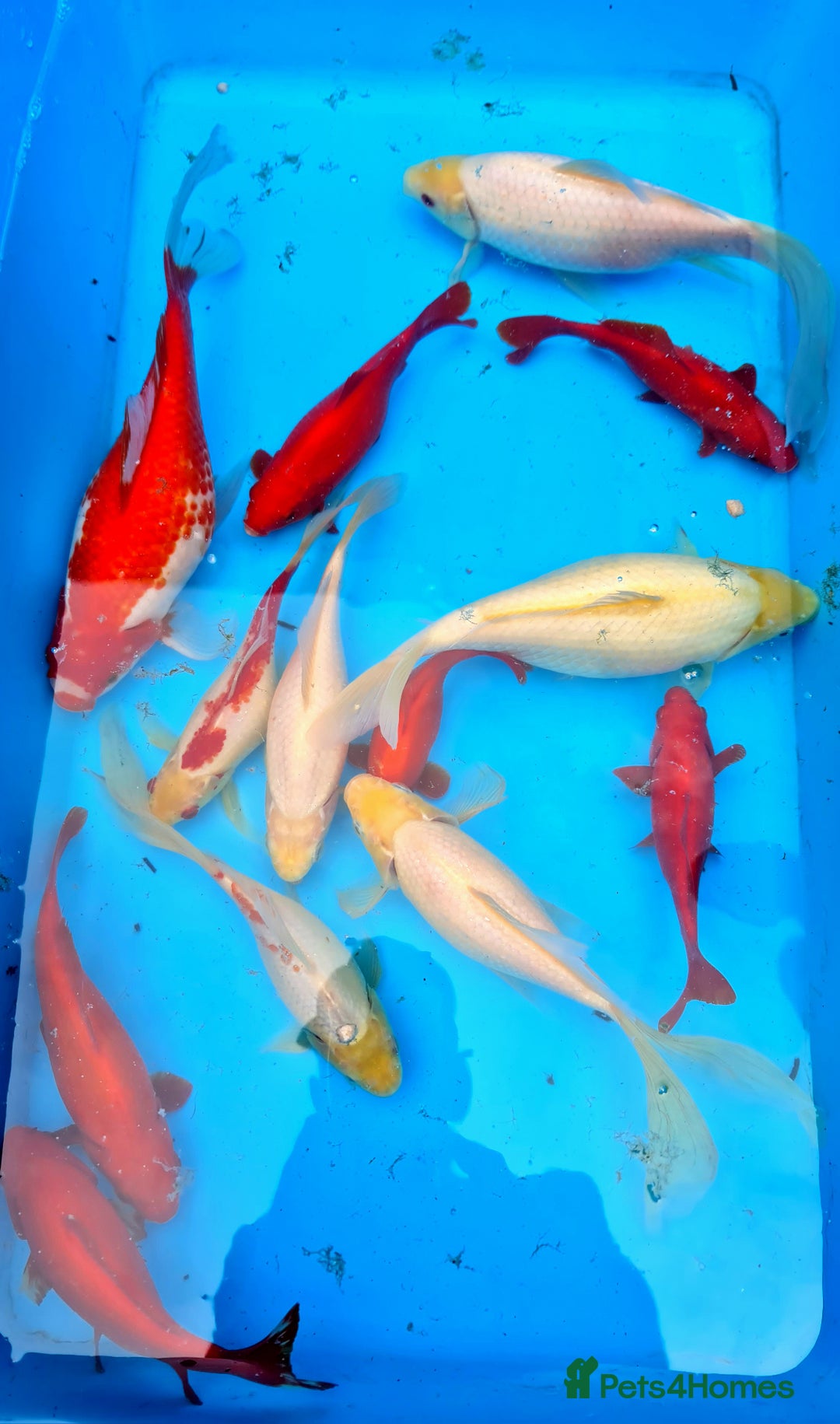 Goldfish fish for sale: GOLDFISH KOI CARP GHOST CARP BUTTERFLY KOI FISH - Image 15
