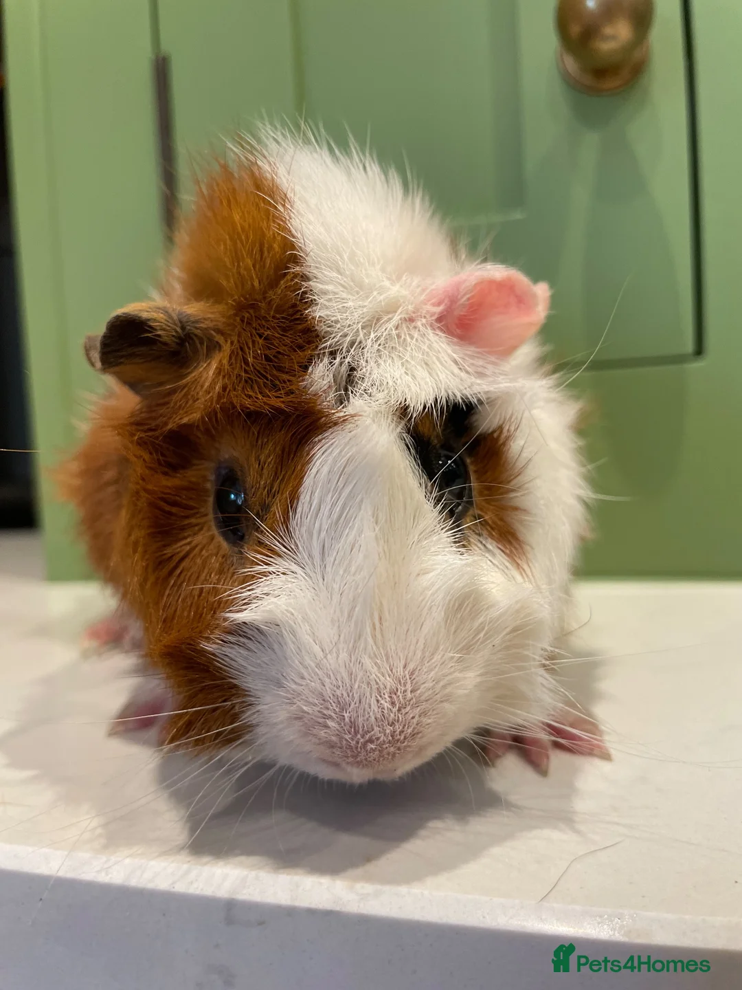 Guinea Pig rodents for sale: Beautiful Male Abyssinian Guinea Pig - Advert 2