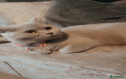 British Shorthair cats for sale: 2 year spayed British shorthair girl.  - Image 4