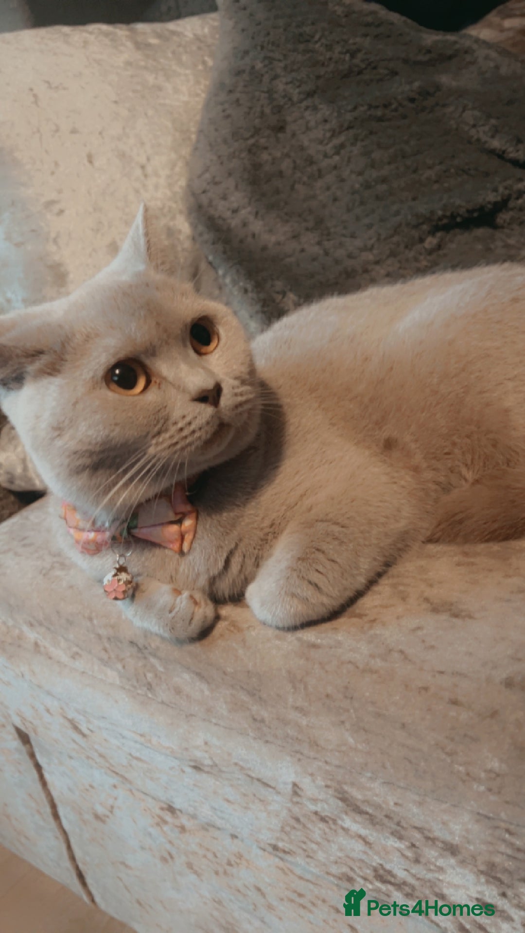 British Shorthair cats for sale: 2 year spayed British shorthair girl.  - Image 4