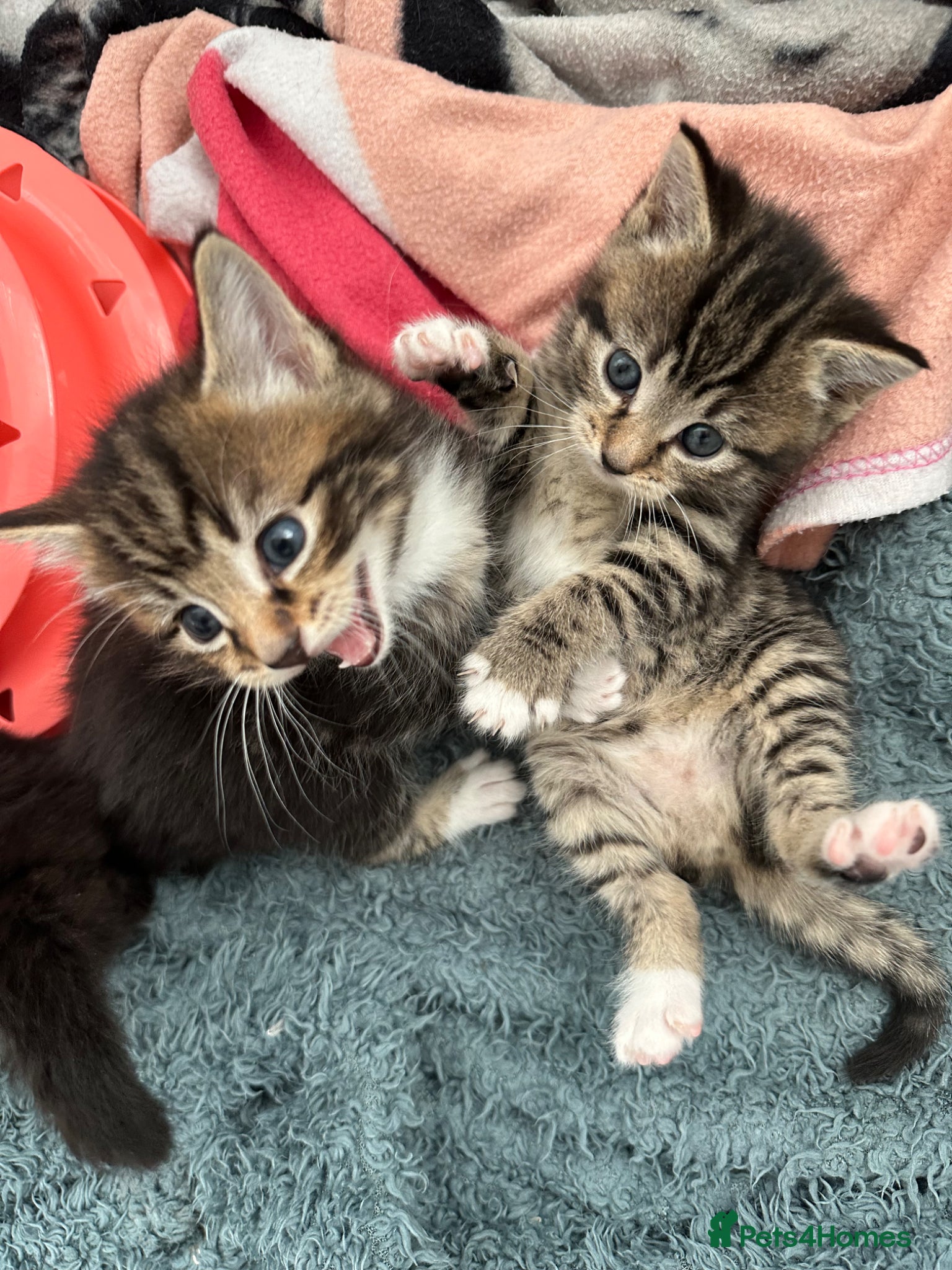 Mixed Breed cats Half British short hair kittens! - Advert 1