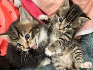 Mixed Breed cats Half British short hair kittens! - Advert 6