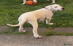 Mastiff dogs for sale: Mastiff bandog female for sale - Image 2