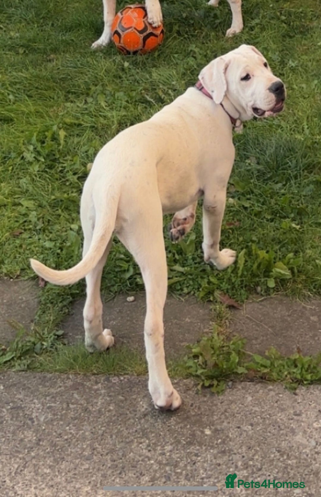 Mastiff dogs for sale: Mastiff bandog female for sale - Image 2