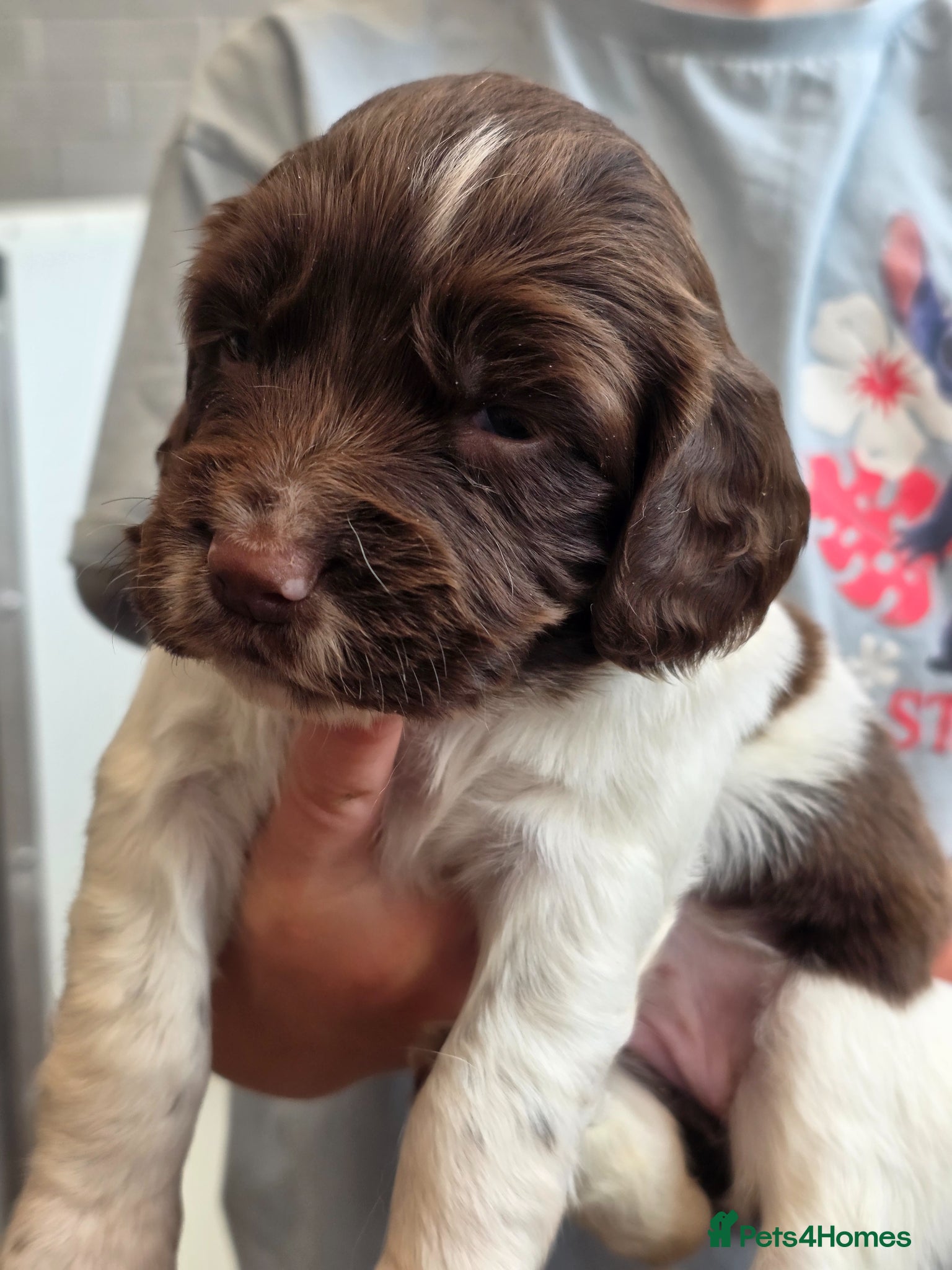 English Springer Spaniel dogs English Springer Spaniel Puppies - Advert 1