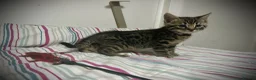 Bengal cats for sale: ✨ Bengal Kittens – Pet Homes (TICA Registerable) - Advert 4