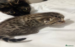 Bengal cats for sale: Beautiful bengal & 1 ginger  - Image 3