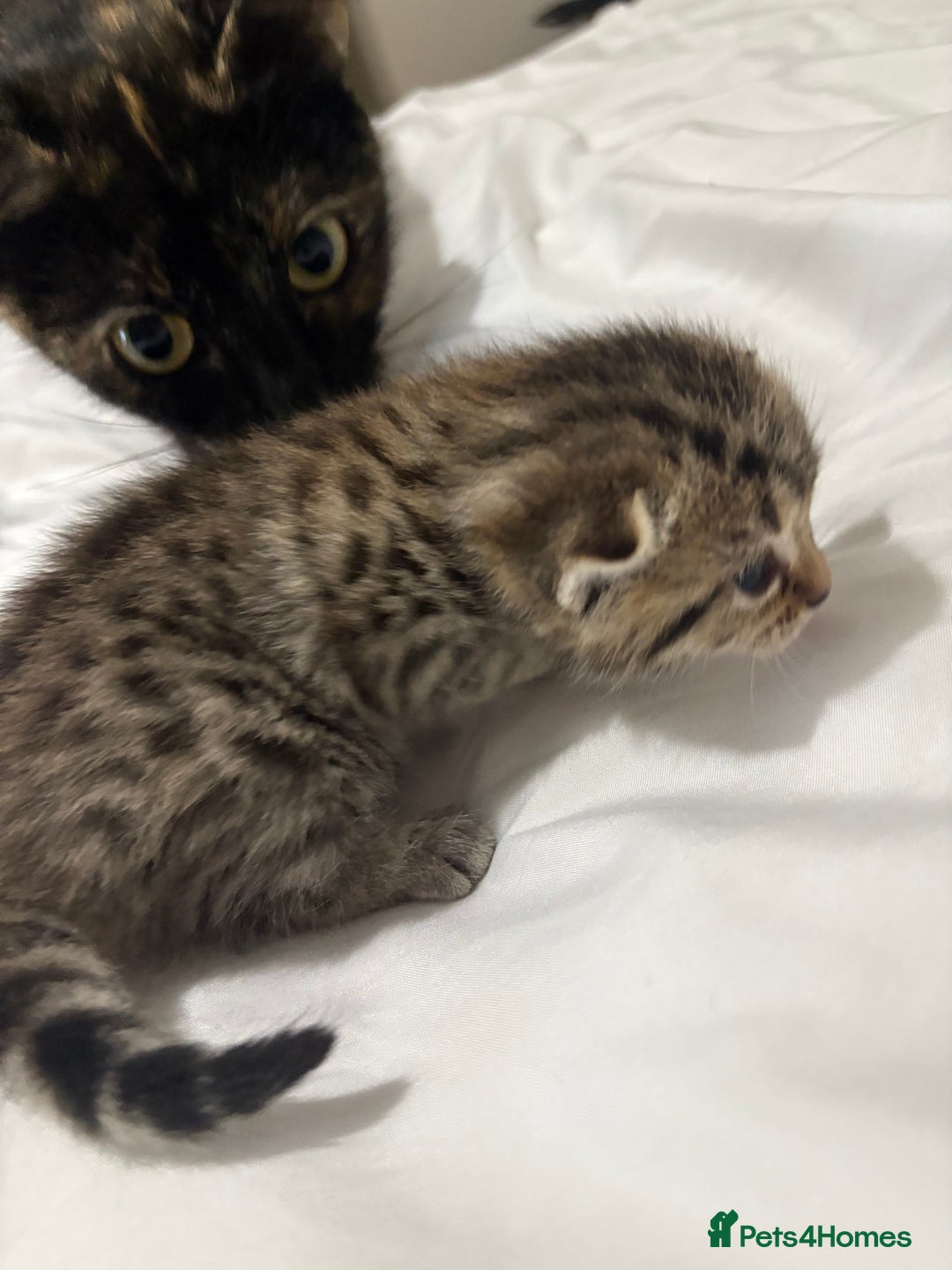 Bengal cats for sale: Beautiful bengal & 1 ginger  - Image 3