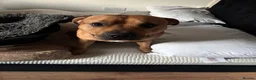 Mixed Breed dogs for sale: Staffy cross male - Advert 4