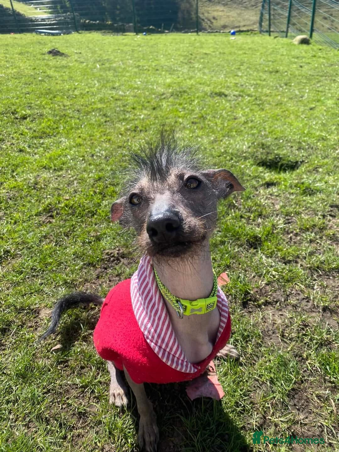 Mixed Breed dogs for sale: Darla 5 Yr old Chinese Crested x border collie - Advert 8