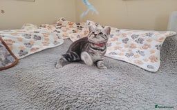British Shorthair cats for sale: Ready to collect, Silver Tabby last 2 discounted in Rochester - Image 11