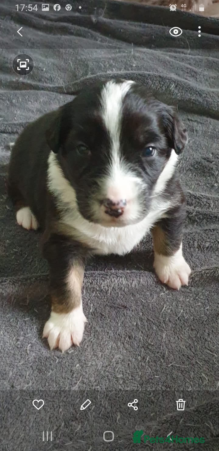 Australian Shepherd dogs Australian sheperd - Advert 2