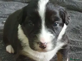 Australian Shepherd dogs Australian sheperd - Advert 2