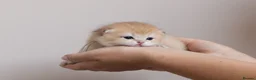 British Shorthair cats for sale: Golden Blue and Golden BSH kittens - Advert 13