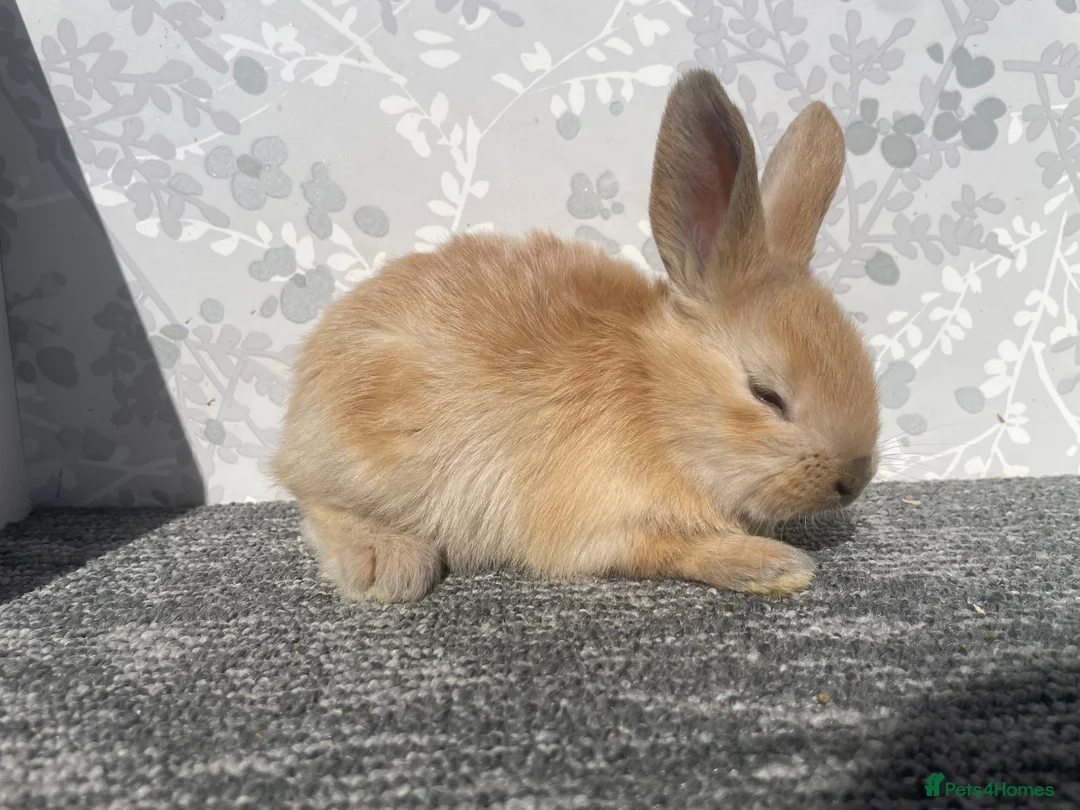 English Spot rabbits for sale: English spot x lionhead  - Advert 2