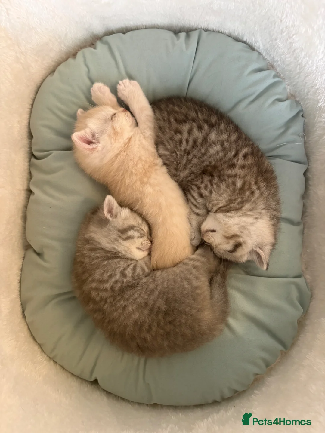 British Shorthair cats for sale: 🩶Silver & Cream BSH kittens🤍 in Nottingham - Advert 1