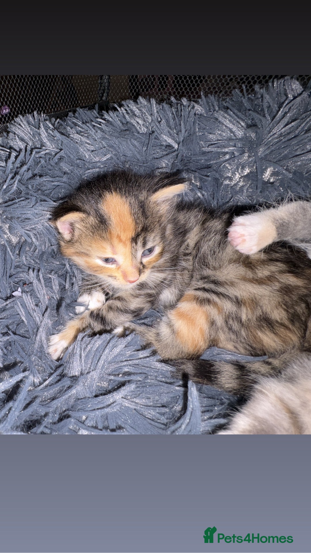 Mixed Breed cats for sale: 5 beautiful babies! - Advert 3
