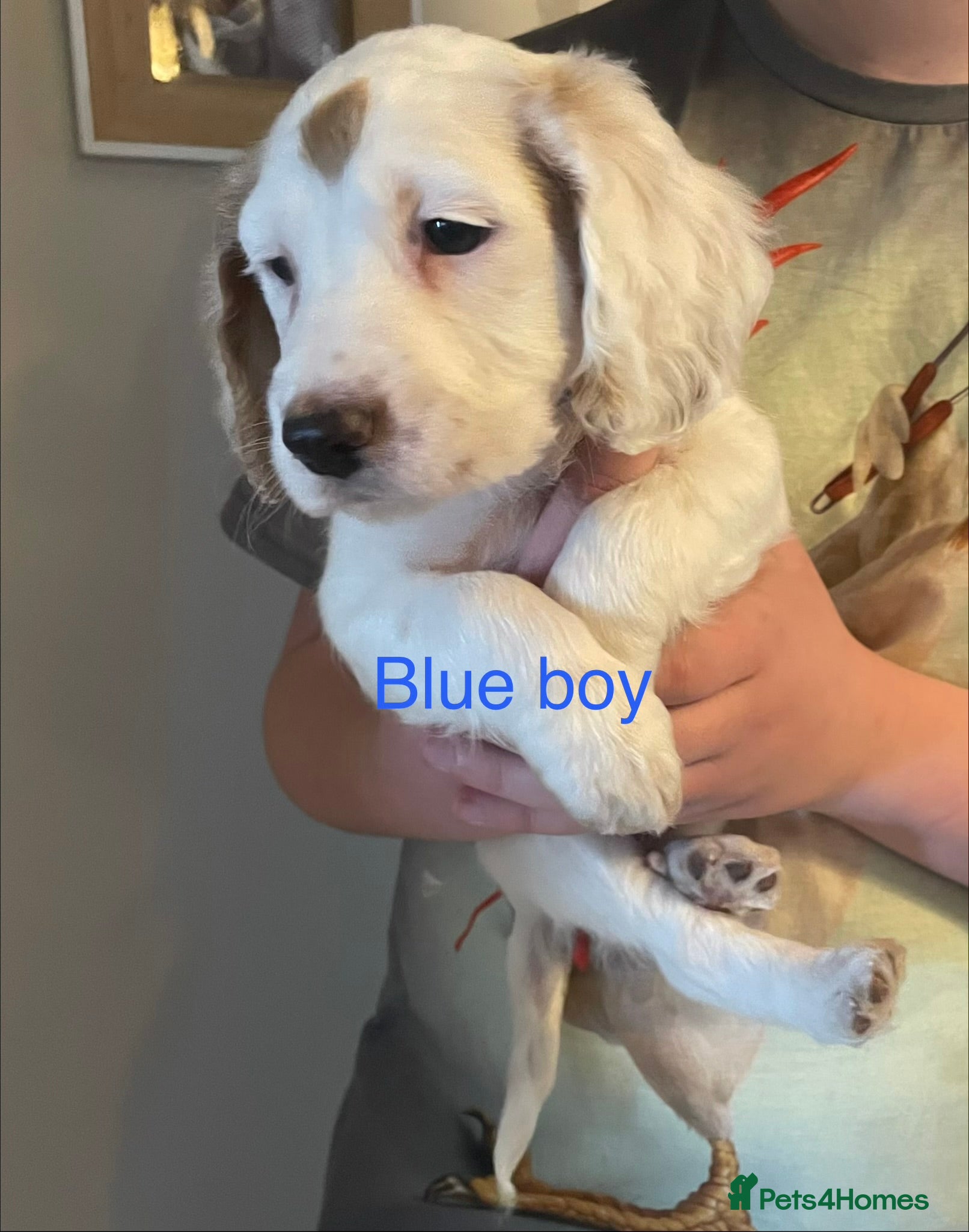 Cockapoo dogs Cocker spaniel x F1B cockapoo - Advert 12