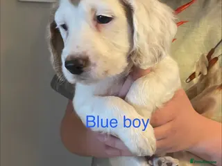 Cockapoo dogs Cocker spaniel x F1B cockapoo - Advert 12