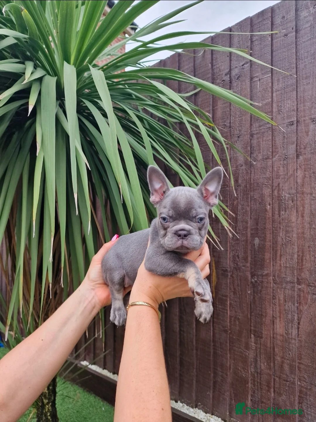 French Bulldog dogs for sale: French bulldog - Advert 5