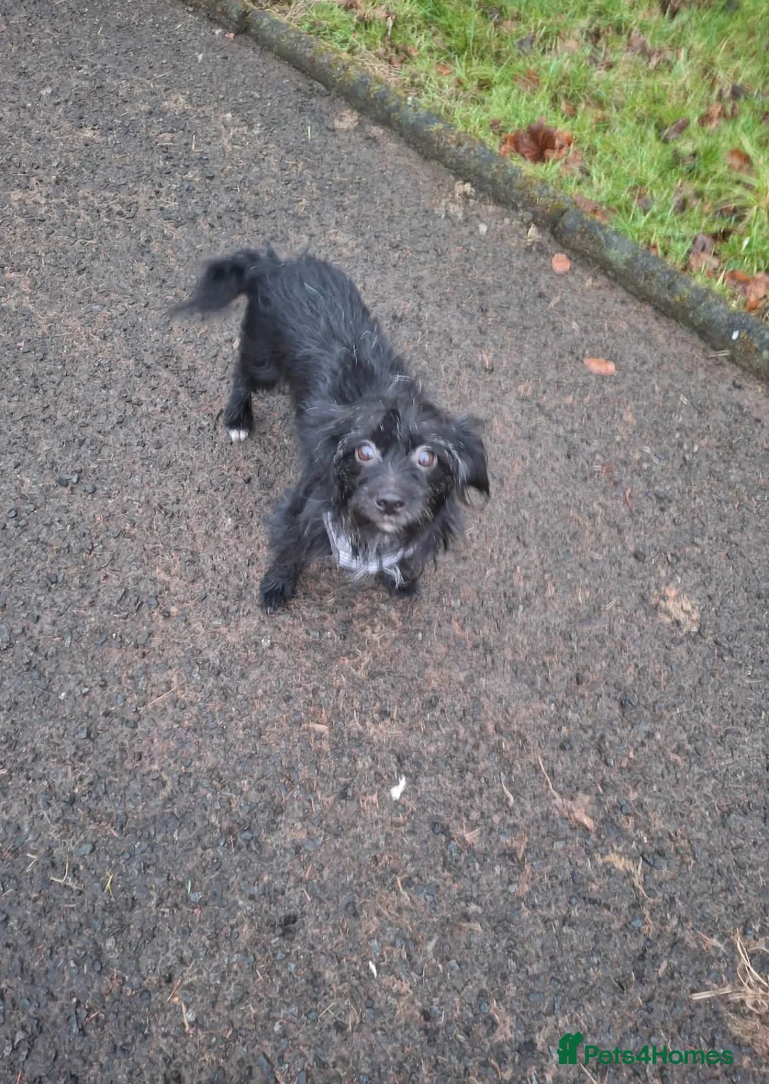 Mixed Breed dogs for sale: Patterjack cross Jack Russell’s pups  - Advert 2