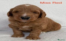 Australian Labradoodle dogs for sale: Australian Labradoodle Pups  - Image 20
