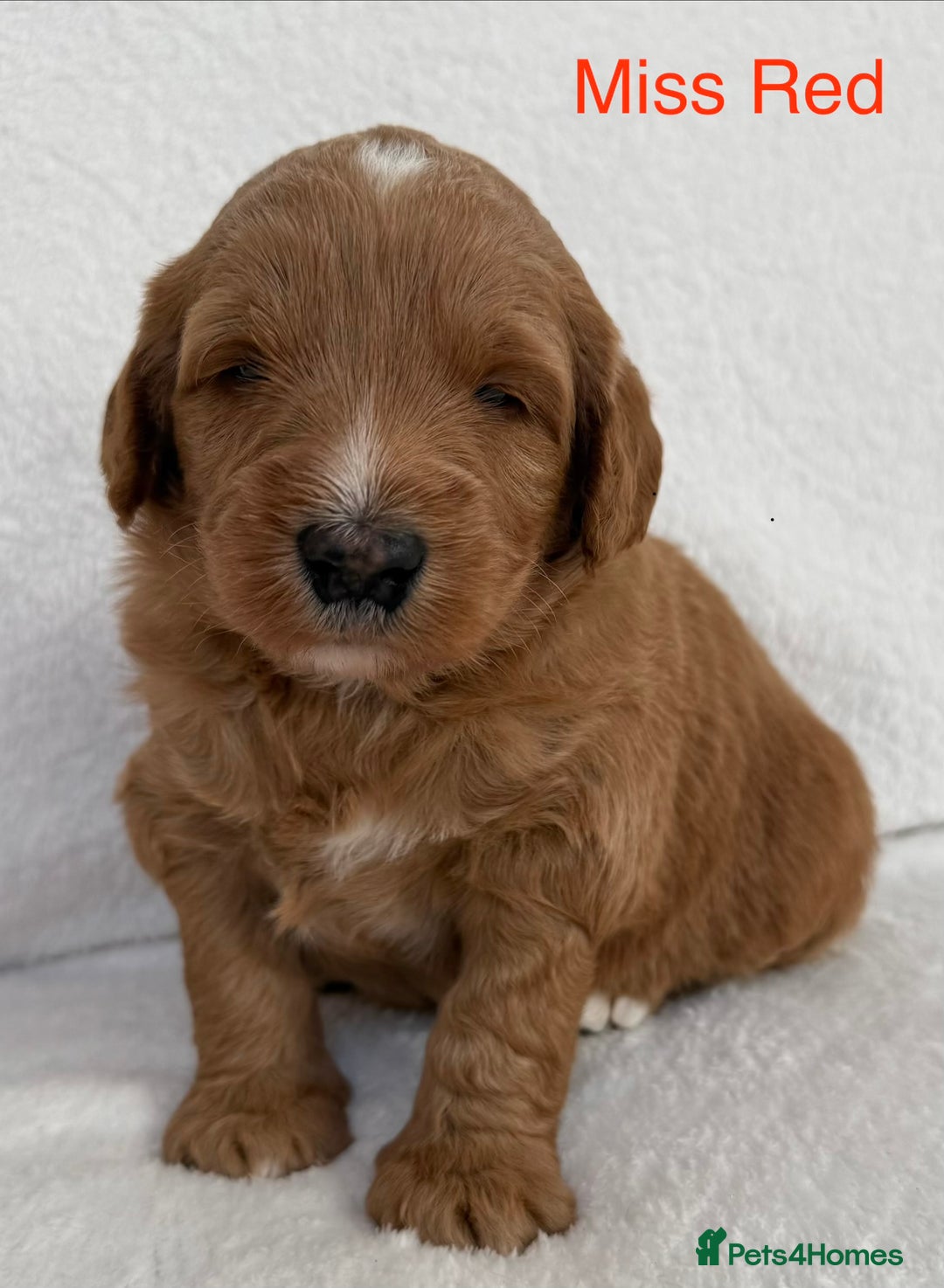 Australian Labradoodle dogs for sale: Australian Labradoodle Pups  - Image 20