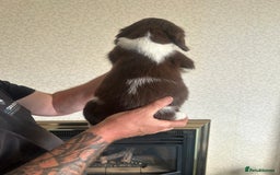 English Springer Spaniel dogs for sale: Springer Spaniel Puppies  - Image 3