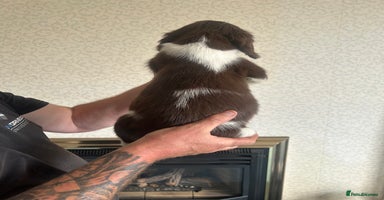 English Springer Spaniel dogs - Advert 2