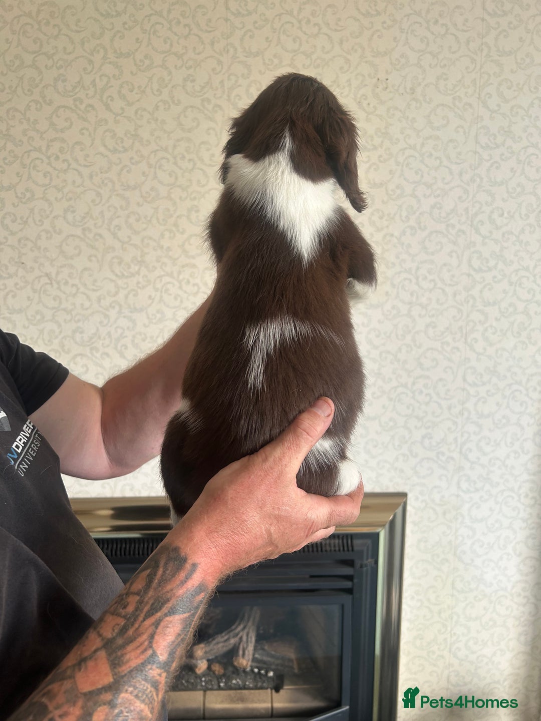 English Springer Spaniel dogs for sale: Springer Spaniel Puppies  - Image 3