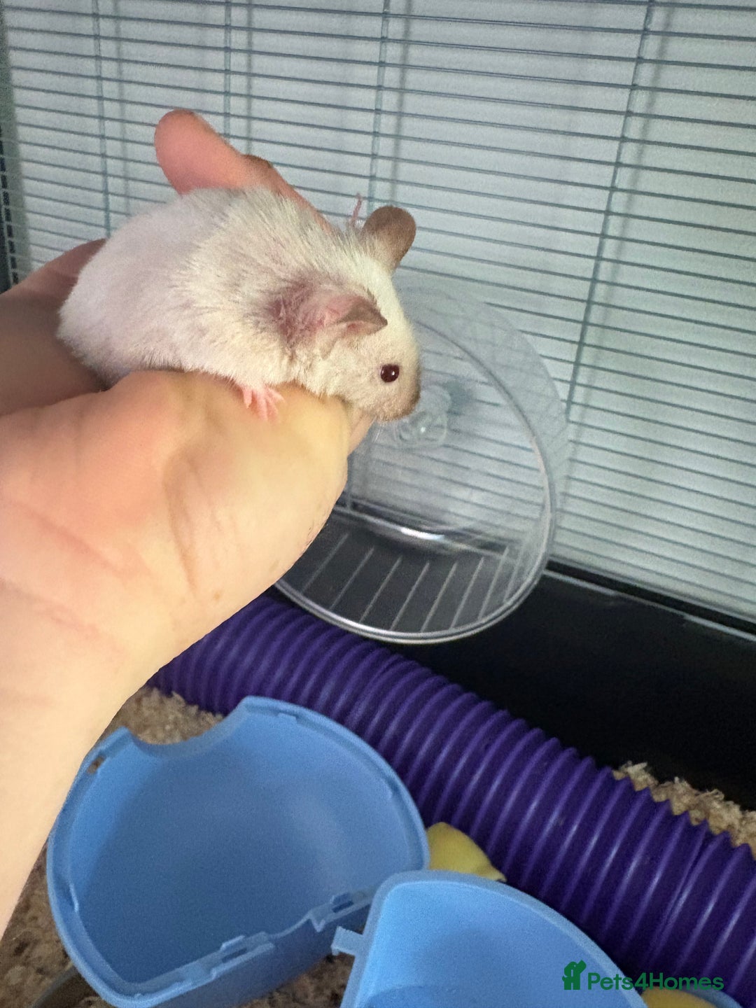 Mouse rodents for sale: Mouse and cage for sale.  - Image 2