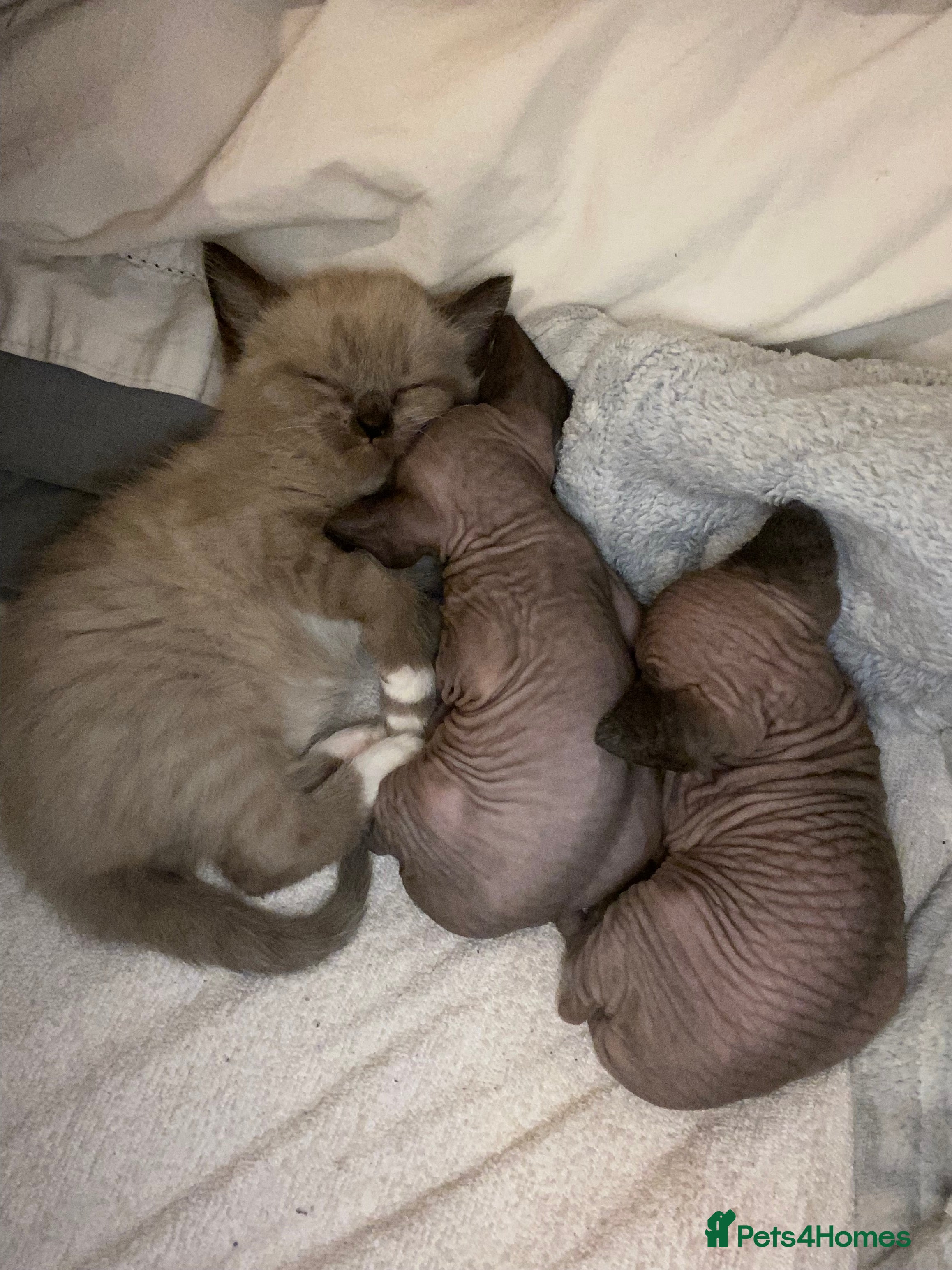 Mixed Breed cats Sphynx cross kittens  - Advert 10