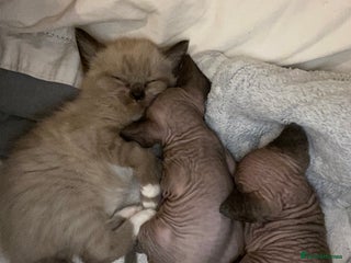 Mixed Breed cats Sphynx cross kittens - Advert 1