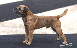 Border Terrier dogs for sale: Slem clear KC Registered  Border Terriers  - Image 5