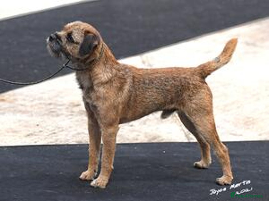 Border Terrier dogs for sale: Slem clear KC Registered  Border Terriers  - Image 5
