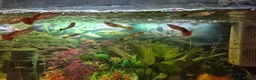 Other/Mixed Breed fish for sale: Guppies - Advert 3