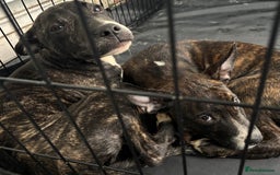 Mixed Breed dogs for sale: 2 loving bullstaffs for sale.  - Image 3