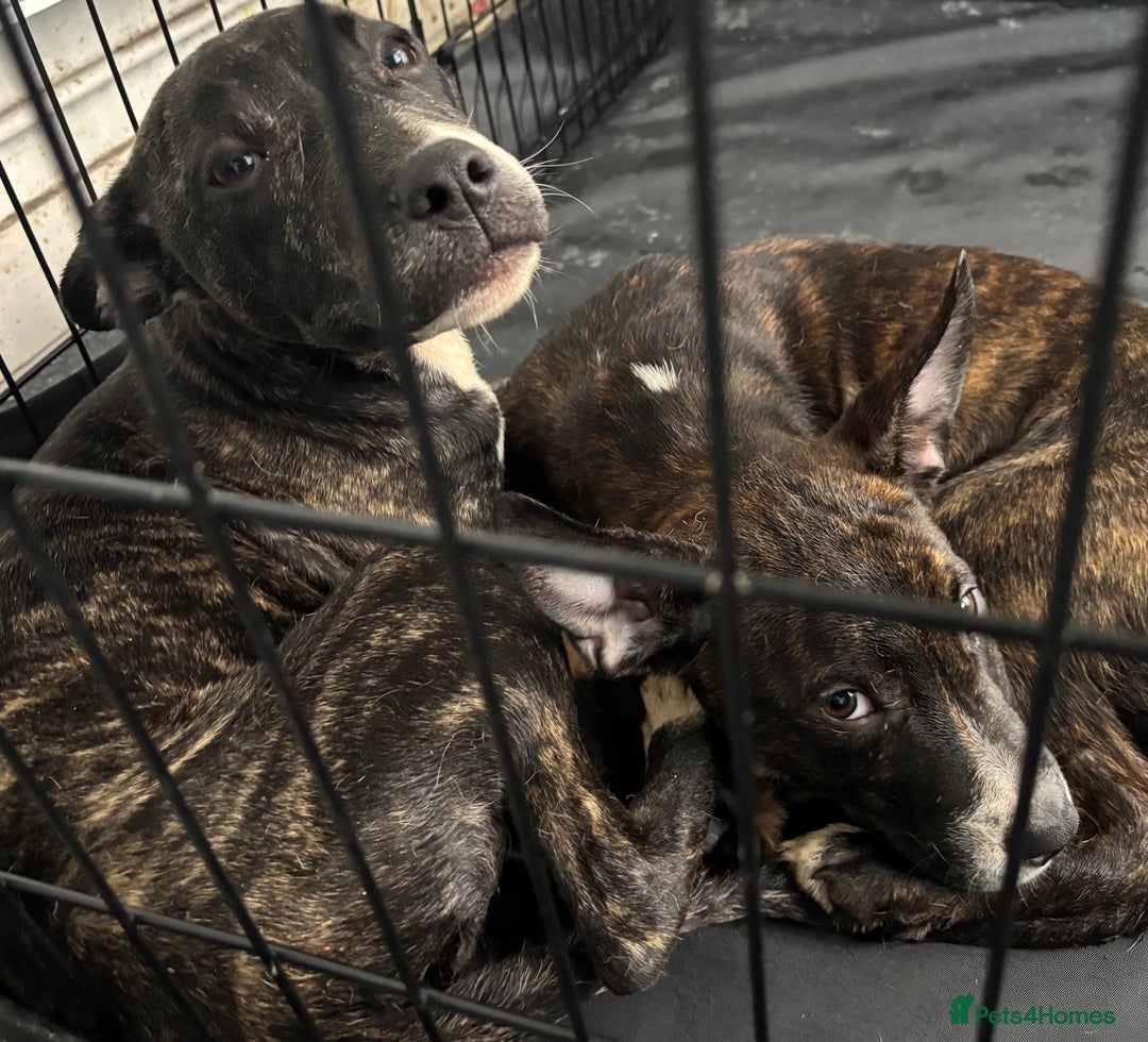 Mixed Breed dogs for sale: 2 loving bullstaffs for sale.  - Image 3