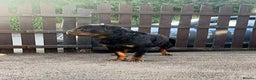 Rottweiler dogs for sale: Rottweiler male Top quality  - Advert 2