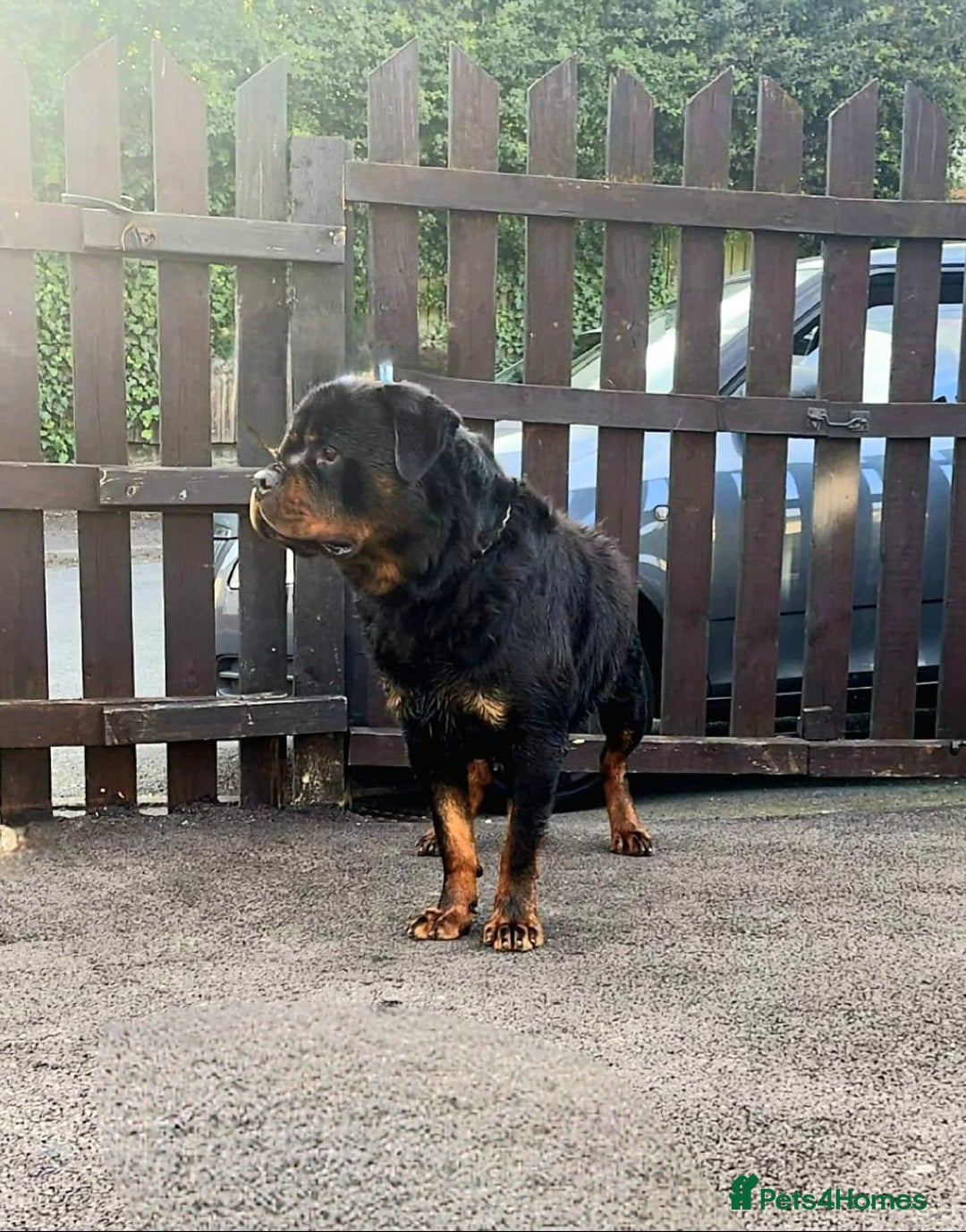 Rottweiler dogs for sale: Rottweiler male Top quality  - Advert 2