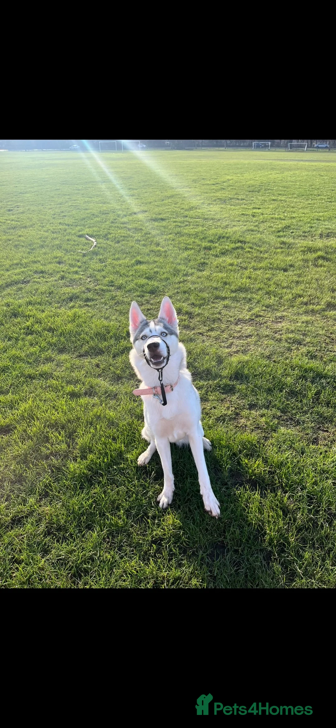 Siberian Husky dogs for sale: 14 month of sybairn husky  in Dundee - Advert 2